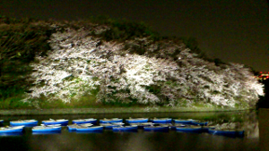 2012/04/06 千鳥ヶ淵の夜桜