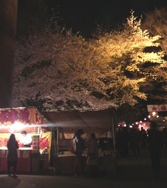 2009/04 靖国神社 桜