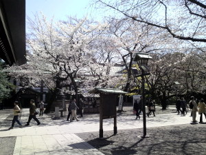 10/03/30 靖国神社境内の桜その2