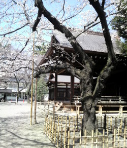 10/03/30 靖国神社境内の開花宣言標本木