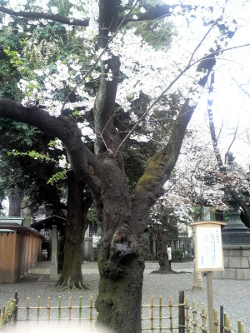 11/04/08 靖国神社の標準木