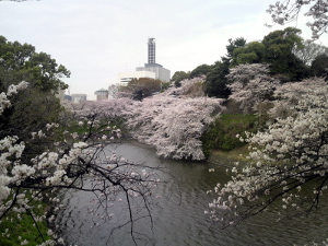 11/04/08 千鳥ヶ淵桜その1