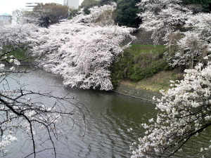 11/04/08 千鳥ヶ淵桜その2