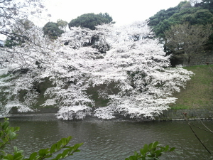 11/04/08 千鳥ヶ淵桜その3