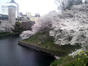 11/04/08 千鳥ヶ淵桜その4