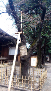 2012/03/30 靖国神社内苑 桜の標準木