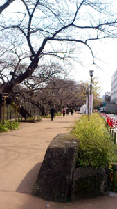 2012/03/30 千鳥ヶ淵緑道