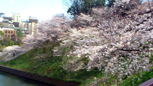 2012/04/06 千鳥ヶ淵の桜