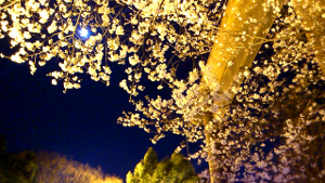 2012/04/06 靖国神社外苑夜桜と月